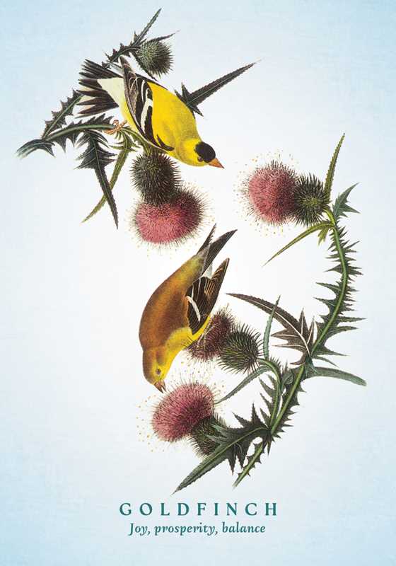 Spiritual Meaning of Birds Oracle Card Deck
